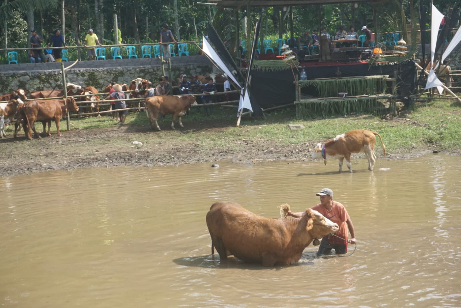 Peternak memandikan sapi dalam tradisi plegung sapi di Kedung Tanggul Rejo Guyub Rukun, Dusun Bunder Jarakan, Desa Bandungan, Kecamatan Jatinom, Klaten, Minggu (28/4/2024).