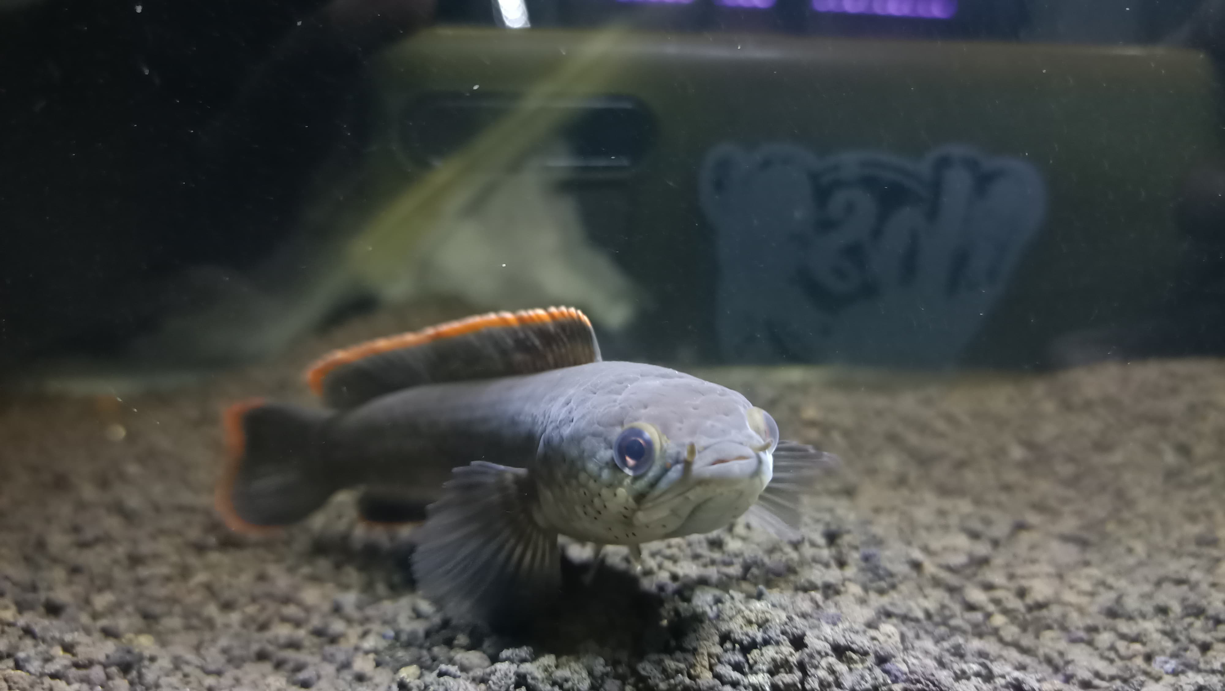 Ikan jenis channa limbata cukup banyak peminatnya di Indonesia.