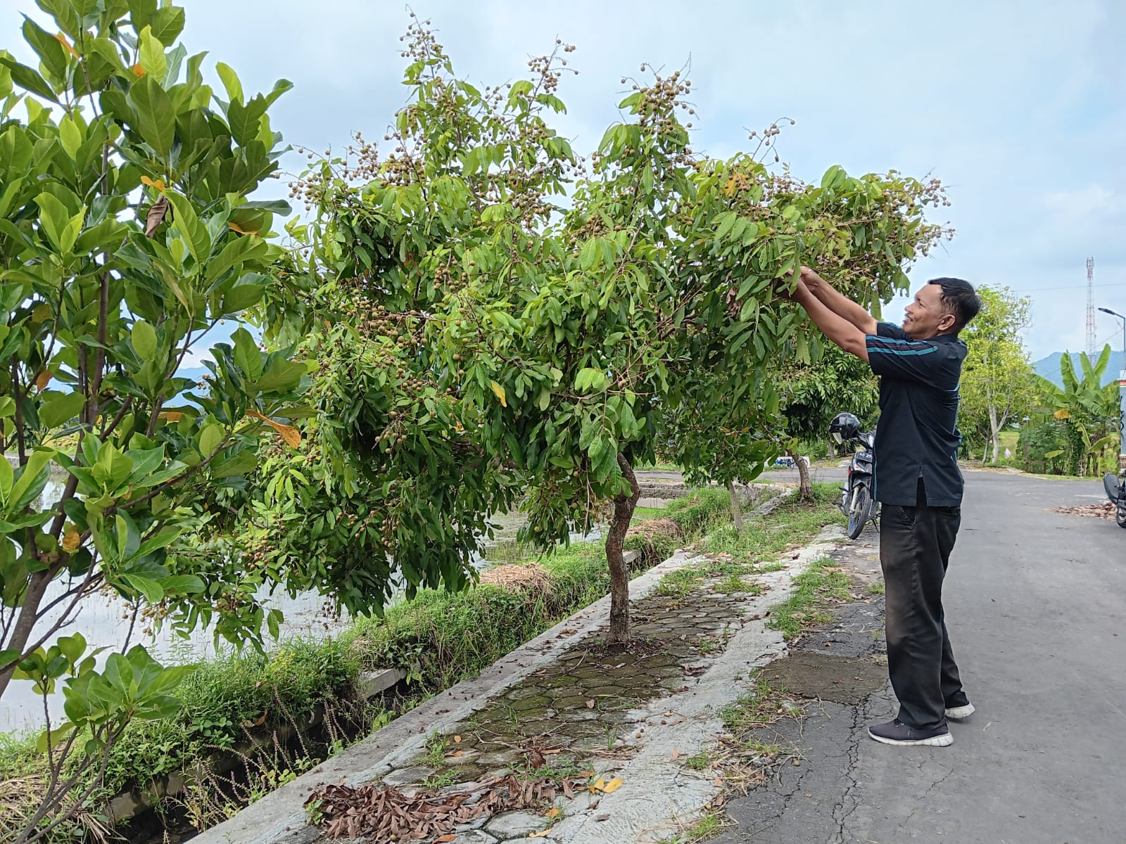 Jalan poros Desa Pasung, Kecamatan Wedi, Kabupaten Klaten yang ditanami aneka buah. (Angga Purenda/Radar Solo)