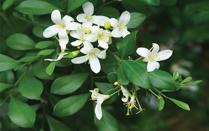 Bunga Kemuning (Murraya paniculata).