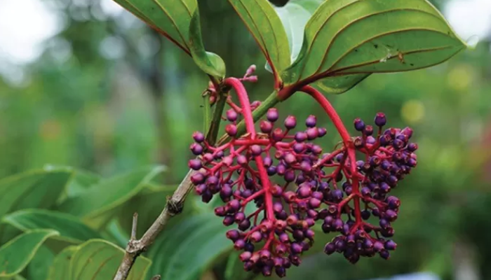 Buah parijoto.