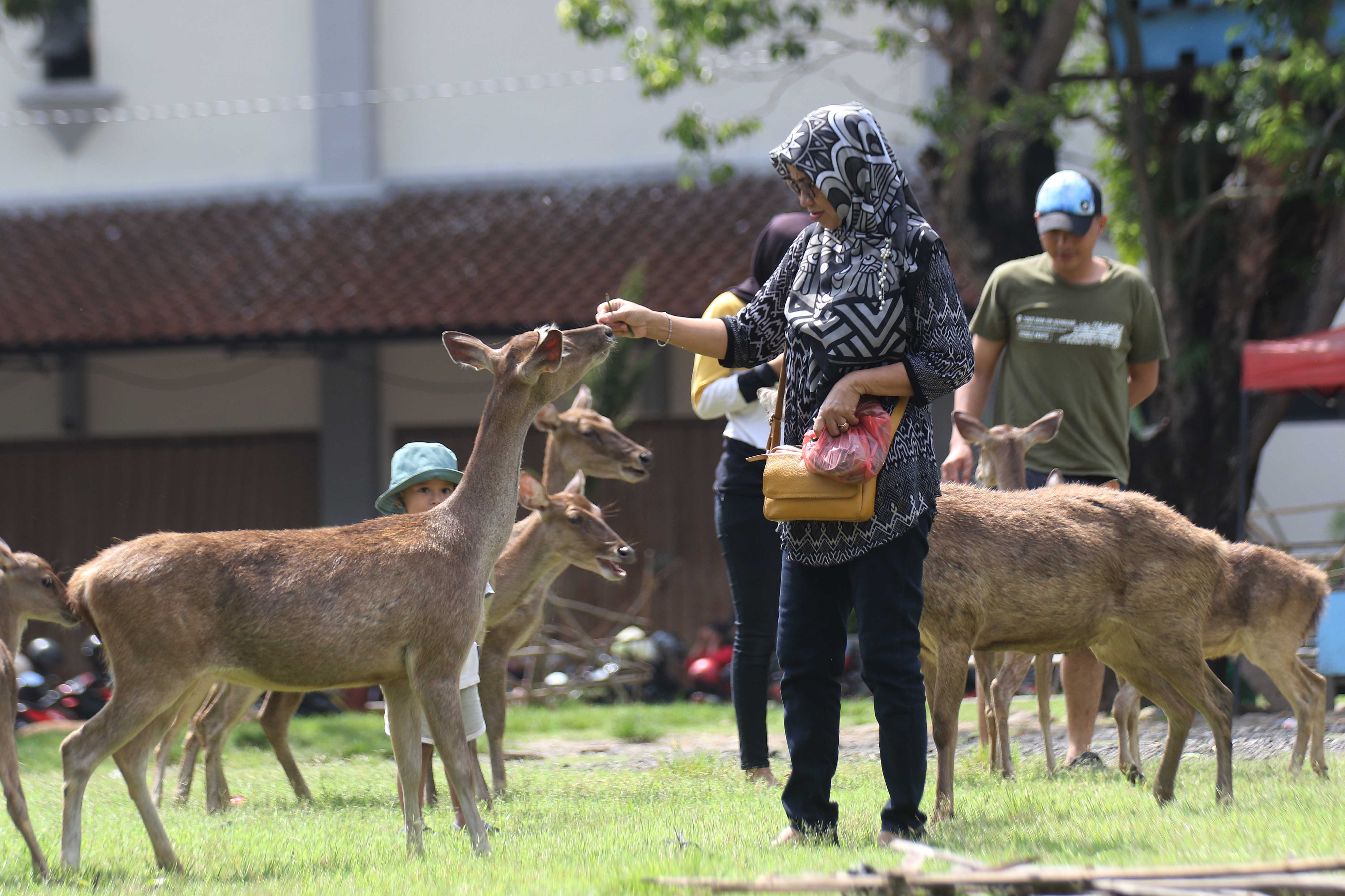 Seorang ibu memberi makan kangkung kepada beberapa rusa yang ada di Taman Sriwedari.