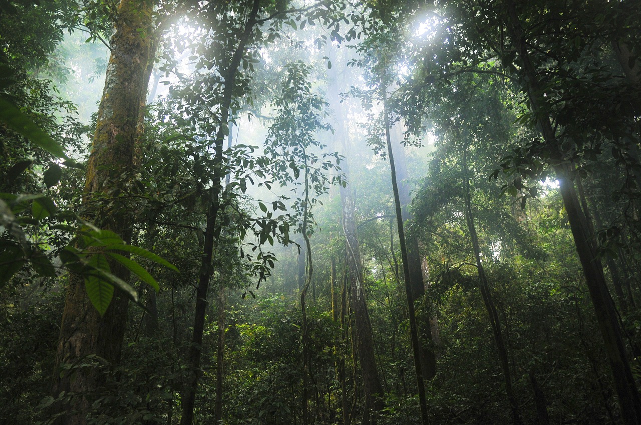 Keluar-masuk hutan menjadi makanan sehari-hari Pangeran Sambernyawa dan pasukannya.