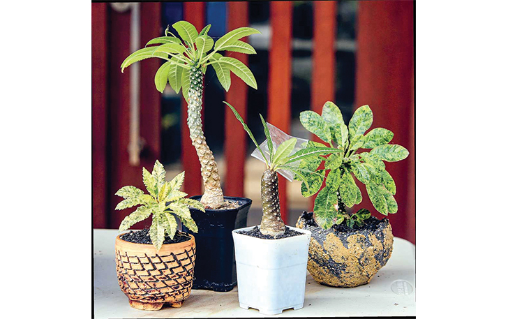 COCOK UNTUK RUMAH: Beberapa jenis dorstenia koleksi Steephen Karwelo. Kekhasan tanaman khas Madagaskar ini terdapat pada batang yang berbintik.
