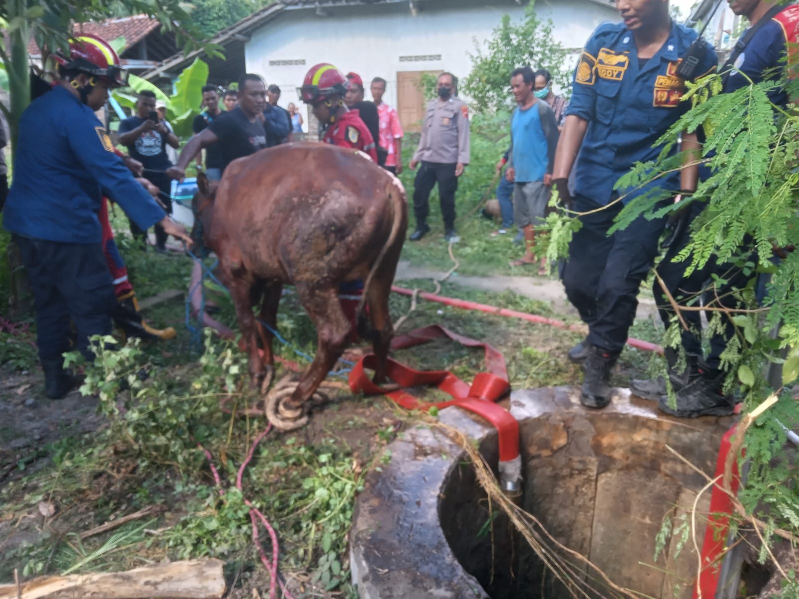 Evakuasi sapi yang tercebur ke sumur di Desa Brajan, Kecamatan Prambanan, Klaten, Selasa (7/5). (Angga Purenda/Radar Solo)