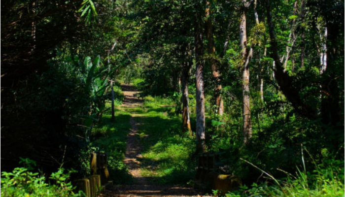Kawasan hutan Gunung Bromo Karanganyar.
