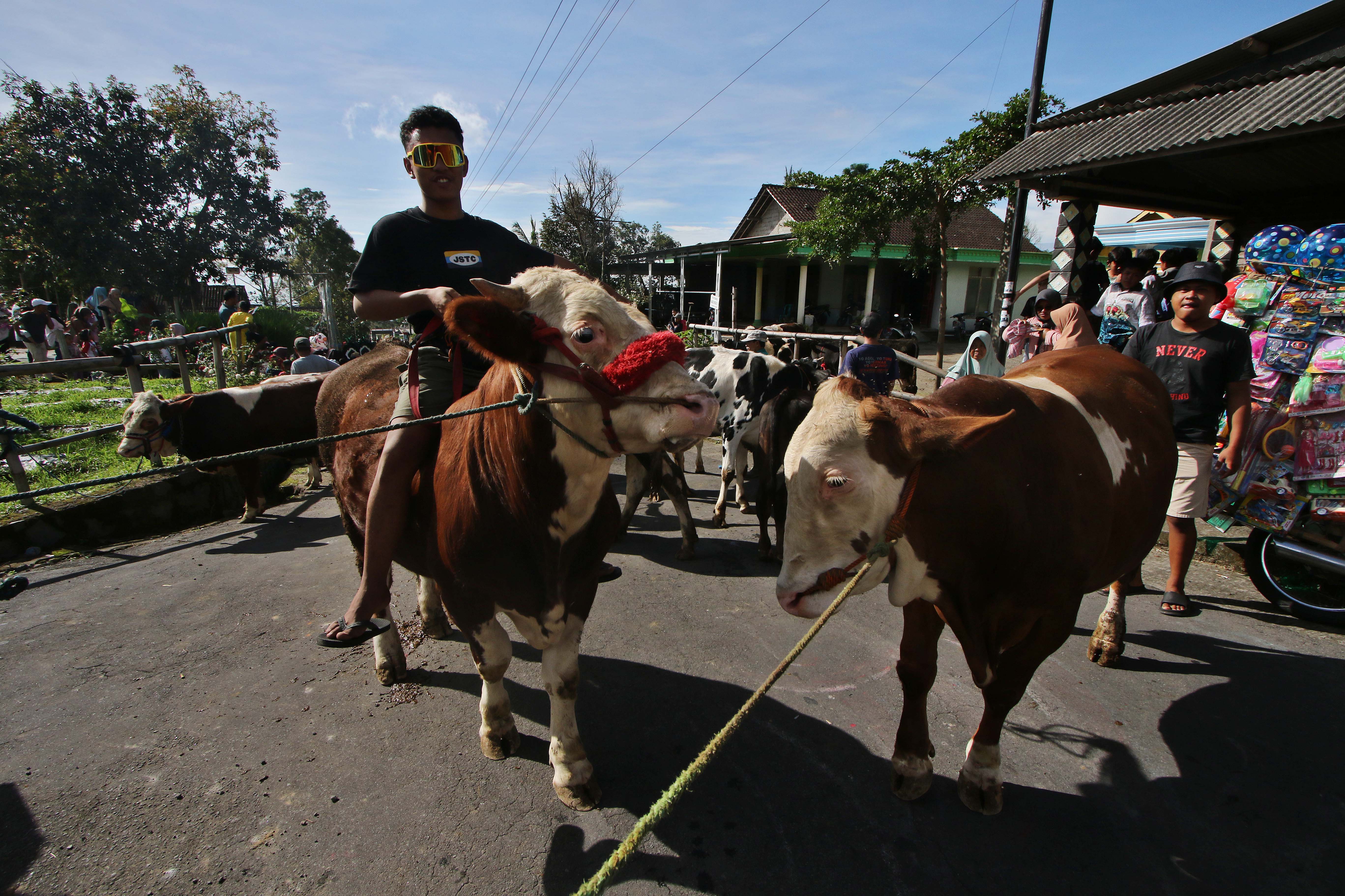Tradisi bakdo sapi di Selo, Boyolali
