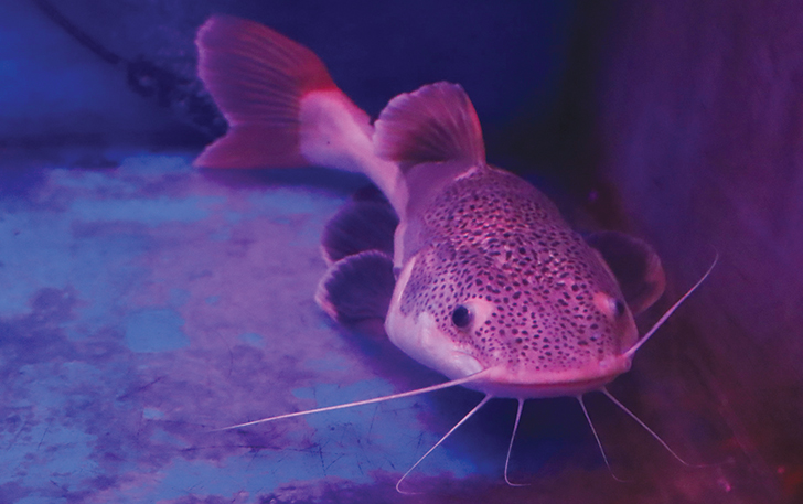 UNIK: Ikan red tail catfish yang dijual di Pasar Depok Solo.