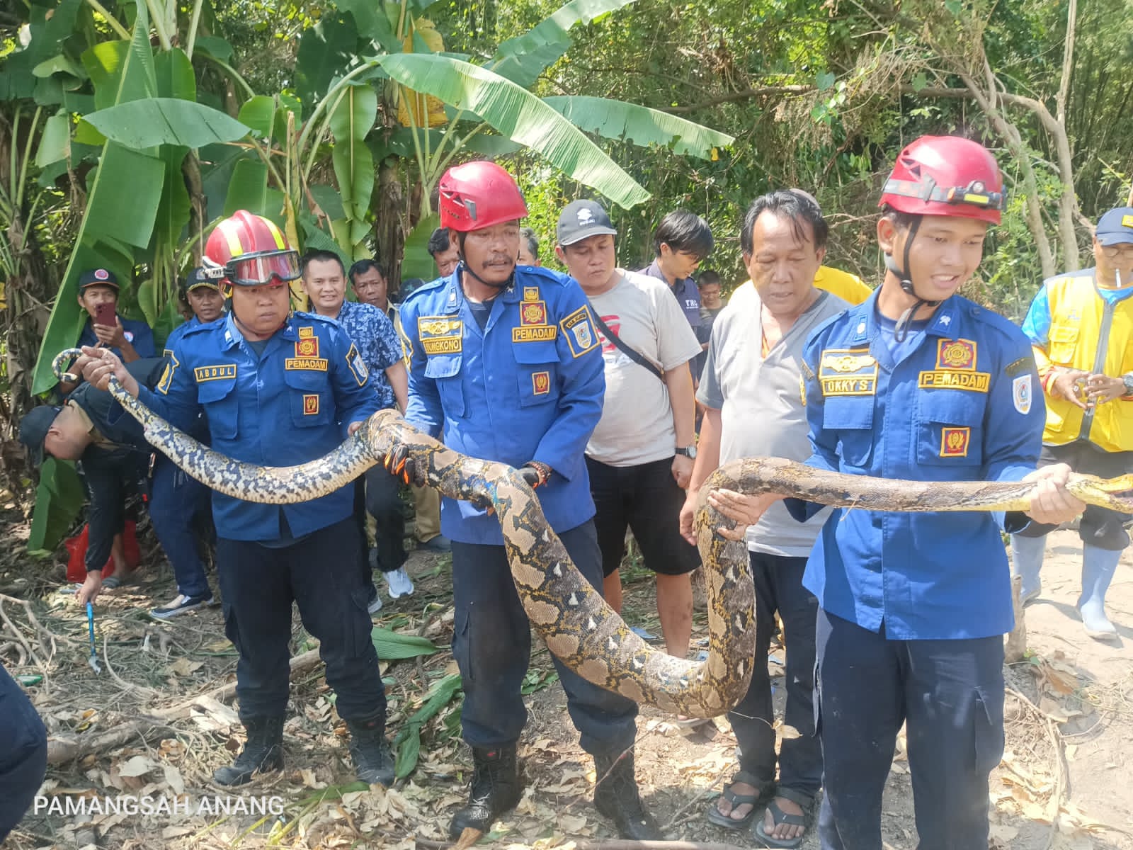 Relawan damkar Klaten menunjukkan ular piton yang dievakuasi di Desa Joho, Prambanan. (Dokumentasi Damkar Klaten)