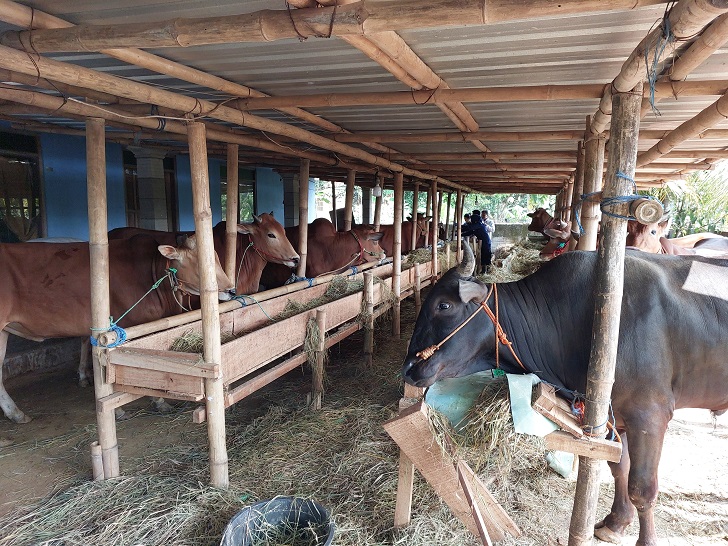 Lapak hewan kurban di Desa Brajan, Mojosongo, Boyolali. Di tempat ini menjual sapi madura yang jadi favorit konsumen.  &nbsp;
