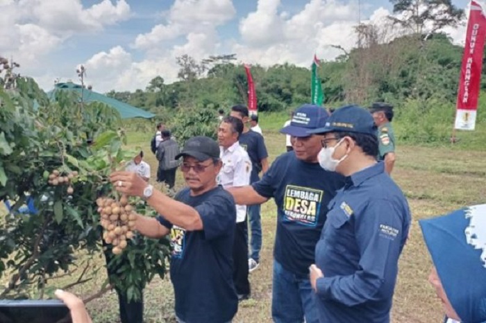 Panen perdana klengkeng di kebun buah Desa Kebonalas, Kecamatan Manisrenggo, Klaten. Aneka buah di sini ditanam bersama Fakultas Biologi UGM Yogyakarta.