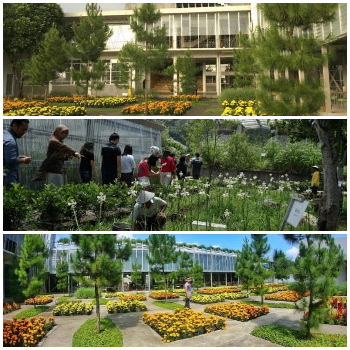 Kolase Foto Rumah Atsiri. Suasana wisata edukasi di Rumah Atsiri.