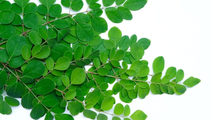 Daun kelor punya segudang manfaat untuk kesehatan.