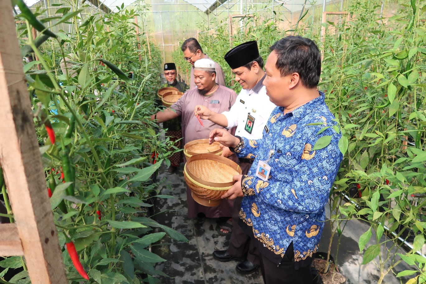 Panen cabai bersama di Ponpes Al-Fatah Wonogiri, Senin (20/5). BI gandeng ponpes untuk tumbuhkan ekonimi syariah ekskusif di Solo Raya.