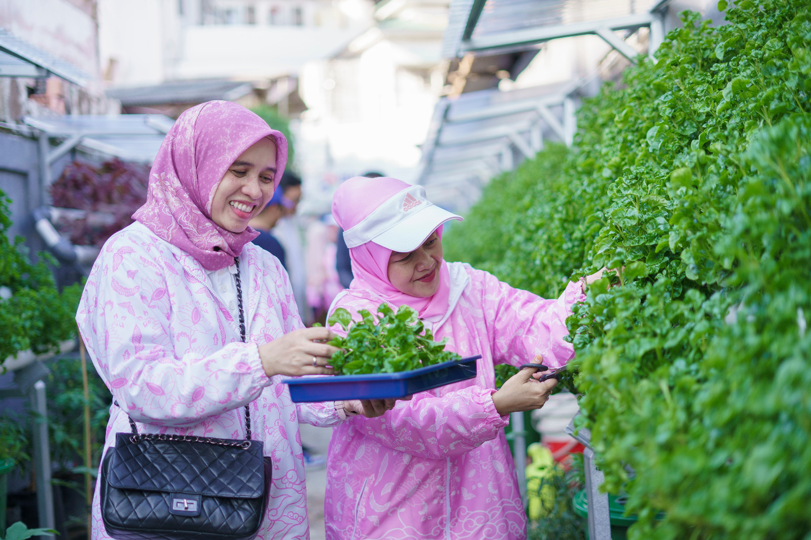 Kelompok Dasawisma Pisang, RT 17 Kelurahan Sungai Pangeran, Palembang tengah melakukan kegiatan urban farming.
