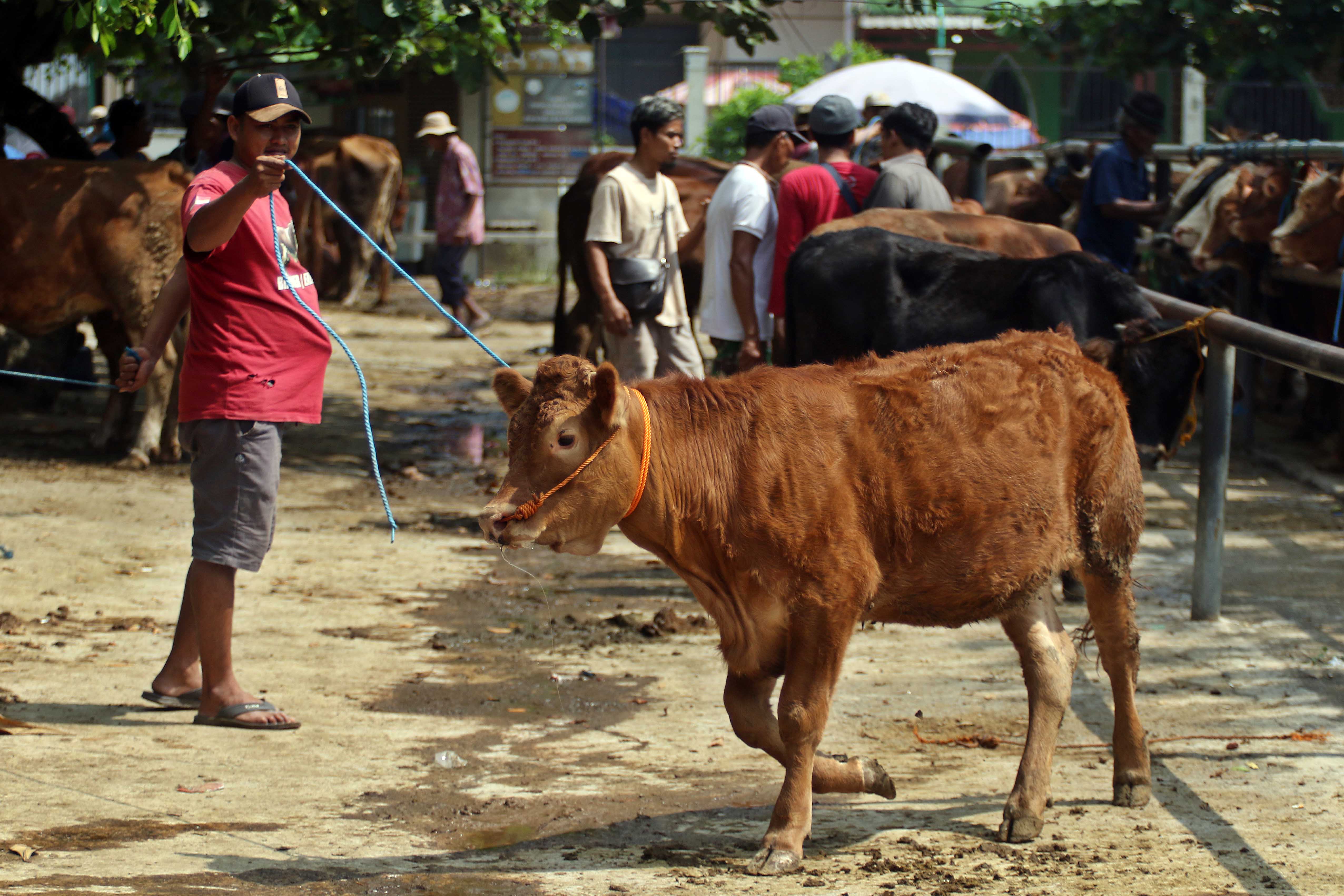 Ternak sapi yang dijual di Pasar Hewan Bekonang, Kecamatan Mojolaban, Selasa (28/5).