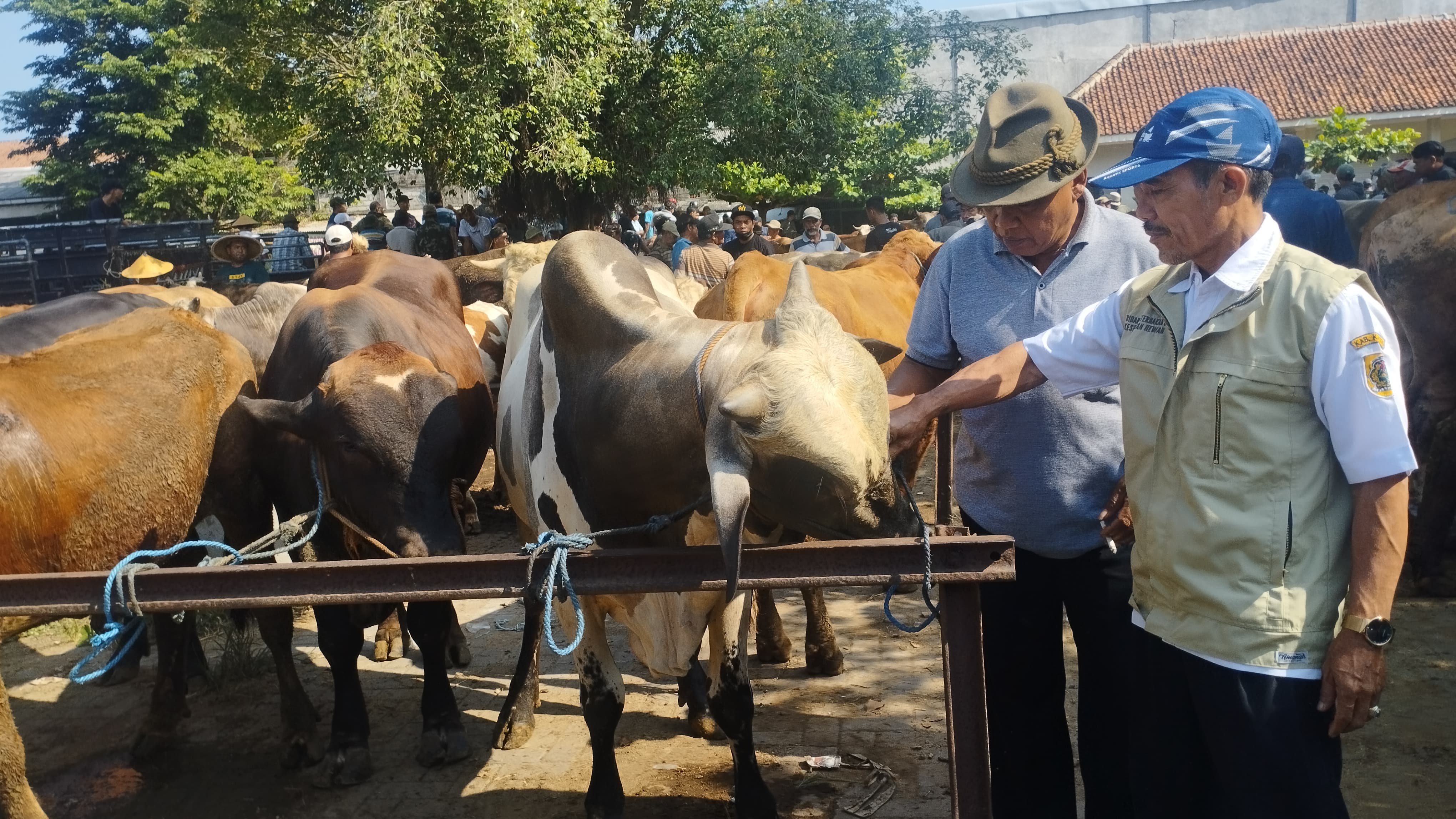 Tim pemantau hewan kurban dari DKPP Klaten saat melakukan pemeriksaan di Pasar Hewan Jatinom, Rabu (29/5). (Angga Purenda/Radar Solo)