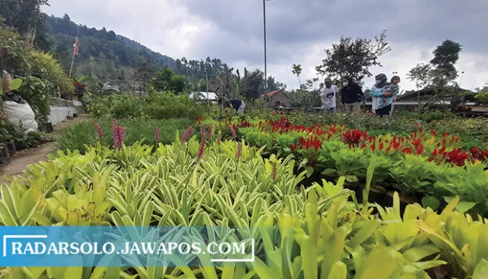 Kampung Sewu Kembang di Nglurah, Kelurahan/Kecamatan Tawangmangu menyajikan ratusan jenis koleksi bunga.