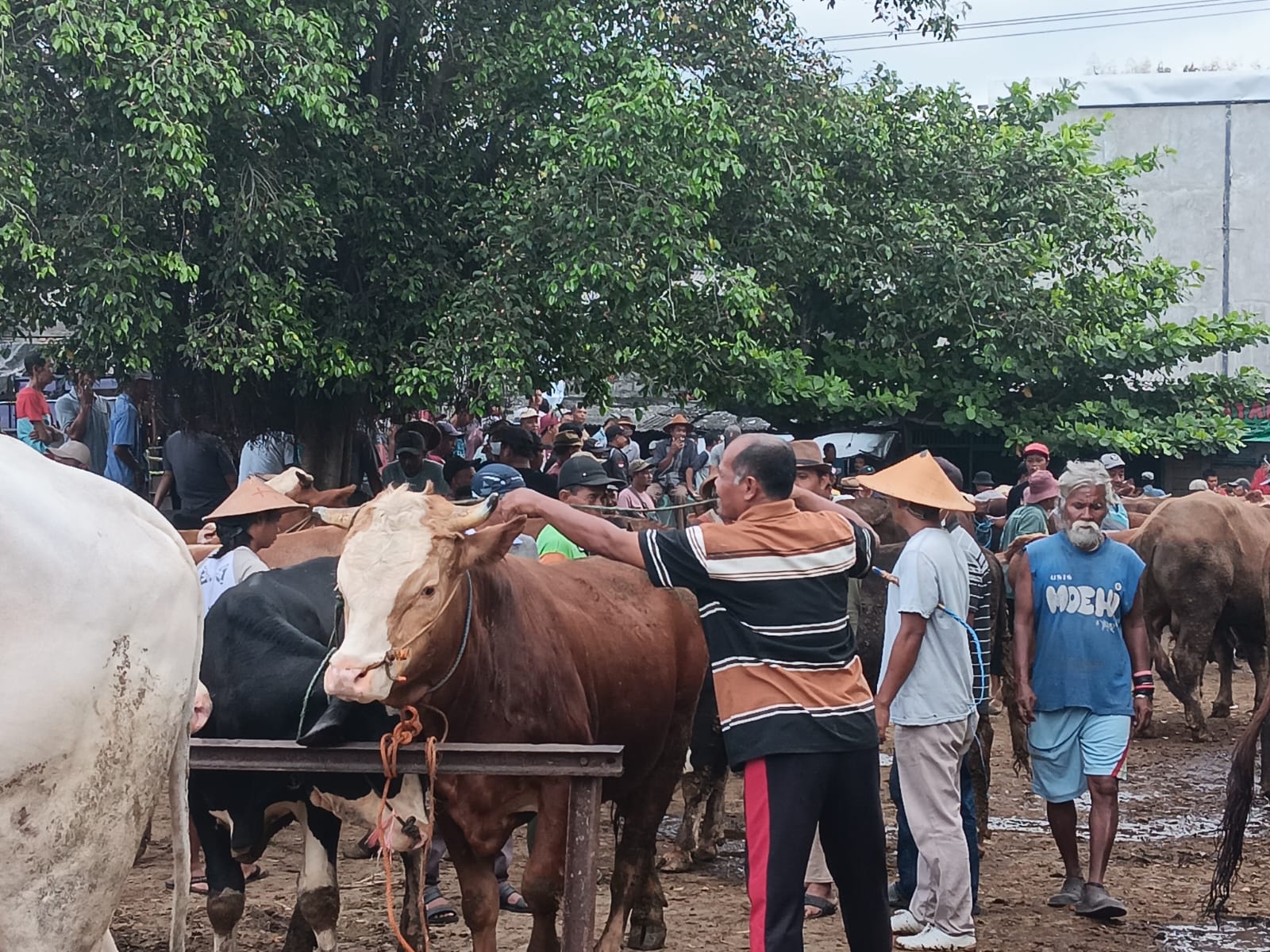 Aktivitas jual beli di pasar hewan Jatinom, Klaten meningkat jelang Idul Adha. (Angga Purenda/Radar Solo)