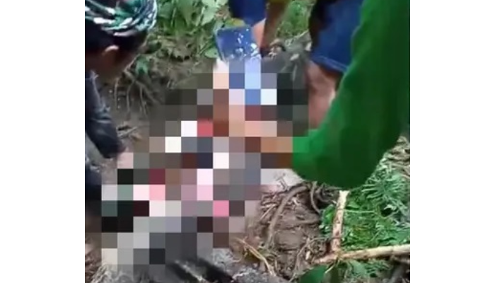 Warga Sidrap, Sulawesi Selatan membelah perut ular piton yang telah menelan seorang ibu paruh baya.