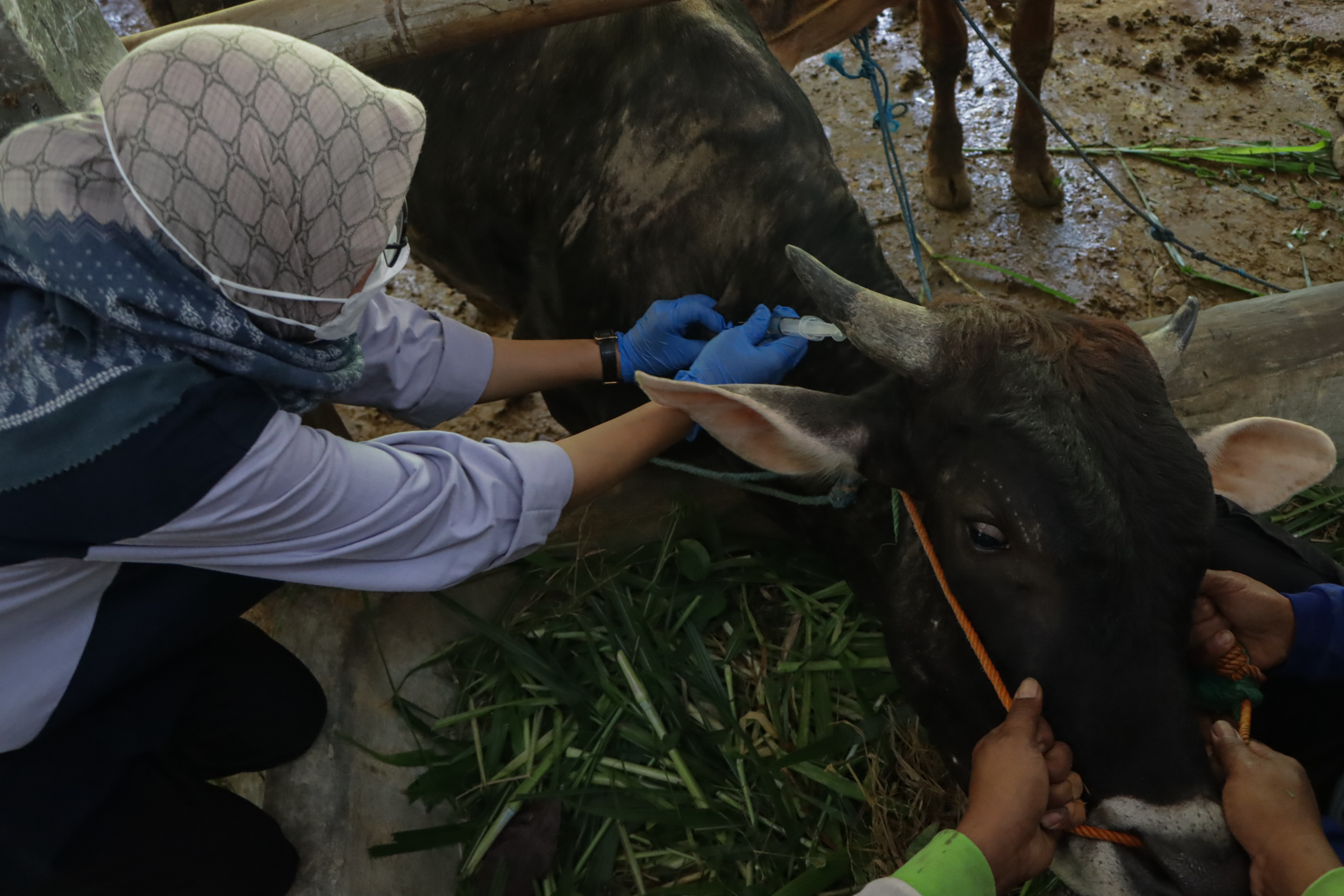 Dinas Pertanian, Ketahanan Pangan, dan Perikanan Kota Solo melakukan pengecekan kondisi kesehatan pada hewan di Mojosongo, Senin (10/6).