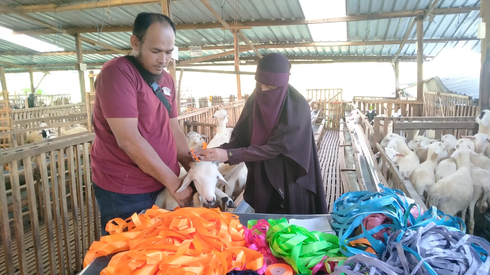 Peternakan kambing di Dusun Pare RT 02 RW 03 Desa Pare, Selogiri, Wonogiri.