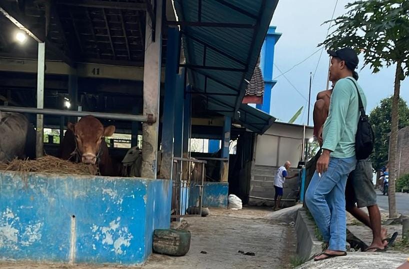 Peternak sapi di Kecamatan Karanganyar bersiap menjual sapinya jelang Idul Adha. (Rudi Hartono/Radar Solo)