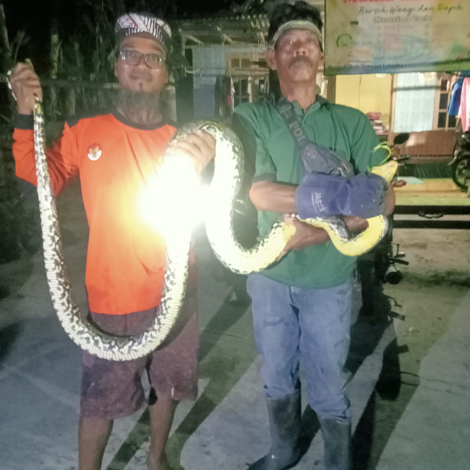 Ular piton yang berkeliaran di Desa Mlese, Kecataman Cawas, Klaten ditangkap. (Angga Purenda/Radar Solo)