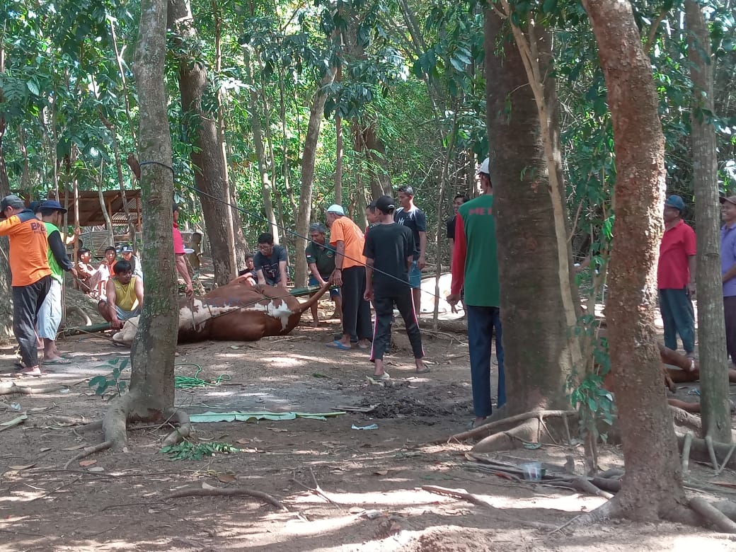 Penyembelihan hewan kurban di Desa Gadog, Kecamatan Polokarto, Sukoharjo pada Idul Adha 2023.