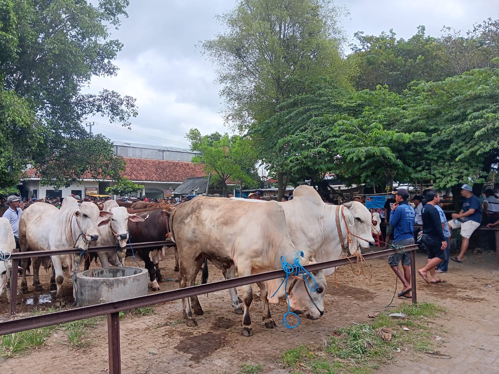 Suasana jual beli hewan kurban di Pasar Hewan, Desa Bonyokan, Kecamatan Jatinom jelang Idul Adha. (Angga Purenda/Radar Solo)