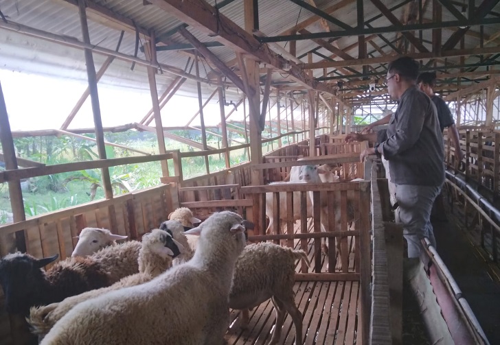 Petugas Disnakan Boyolali memeriksa ribuan ekor hewan ternak dalam beberapa hari terkahir.