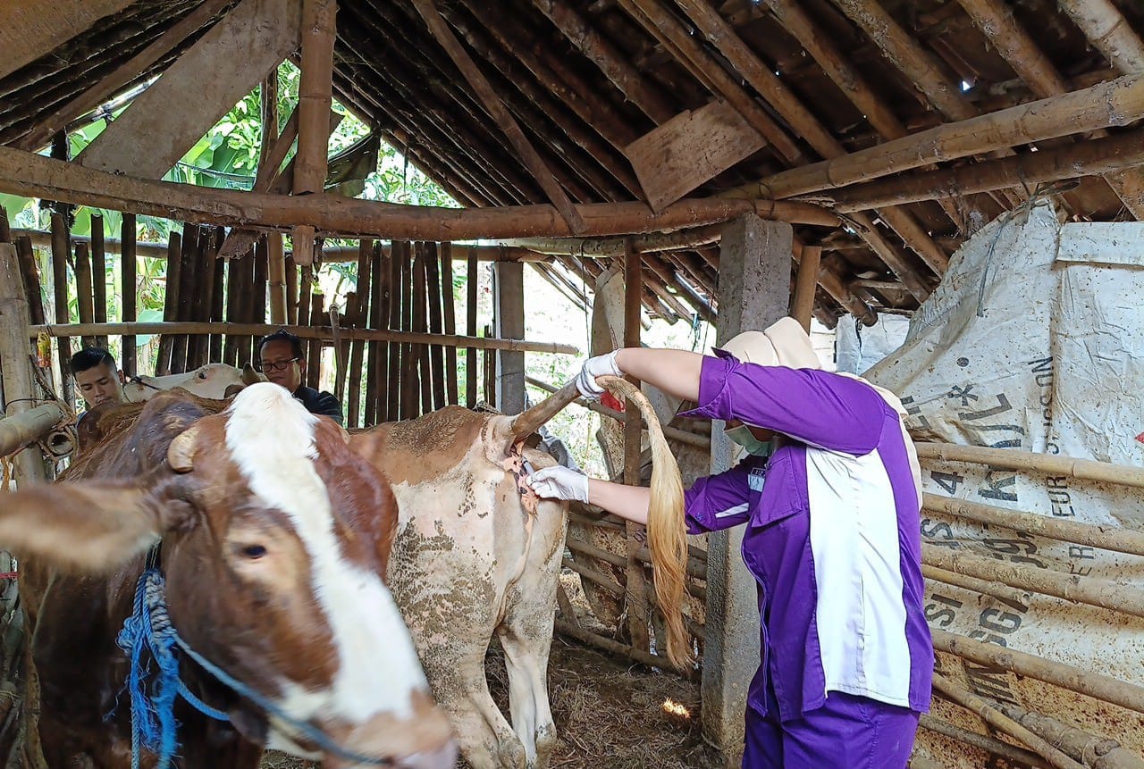 Pemeriksaan kesehatan hewan ternak oleh petugas Dinas Pertanian dan Perikanan Sukoharjo.