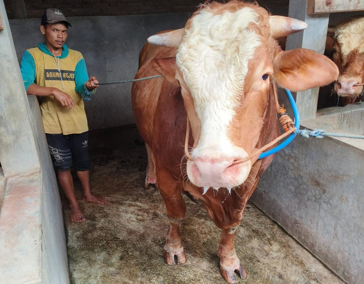 Salah satu sapi di Karanganyar ini telah dipesan Presiden Jokowi untuk kurban. (RUDI HARTONO/RADAR SOLO)