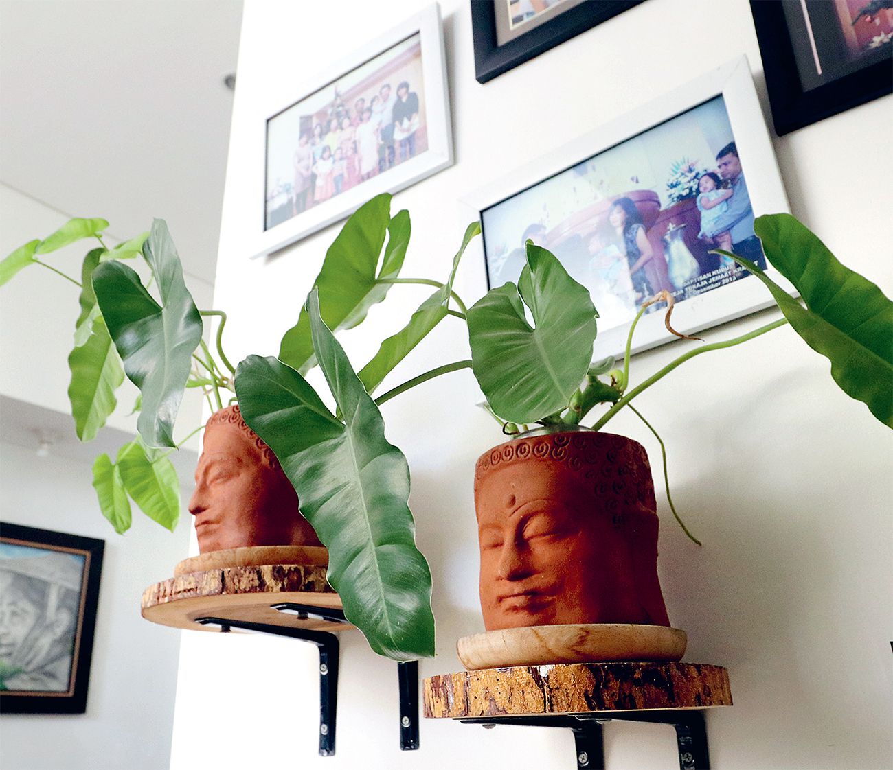 PERCANTIK RUANGAN: Tanaman sirih maupun philodendron cocok dengan sistem propagasi air. Agar lebih cantik, bisa diberi pot cover sesuai kesukaan.