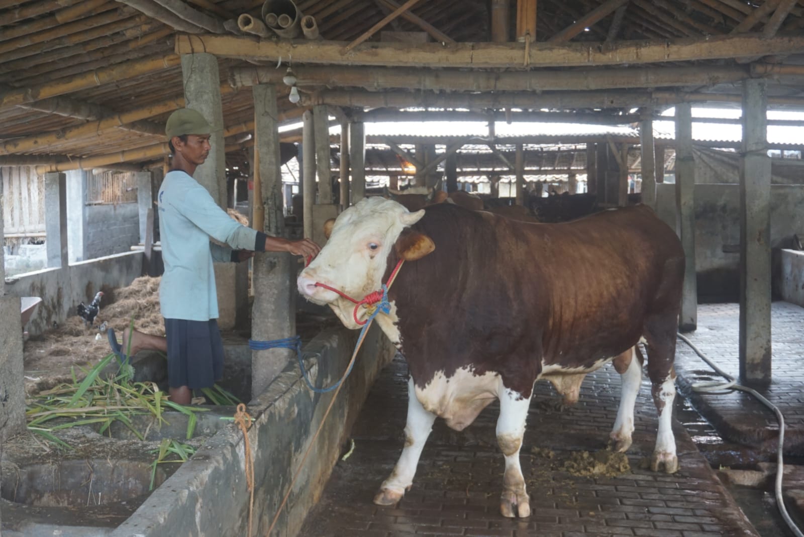 Sapi simental milik Kades Cucukan, Prambanan, Klaten, siap dikirim ke Laweyan setelah dibeli Presiden Jokowi. (ANGGA PURENDA/RADAR SOLO)