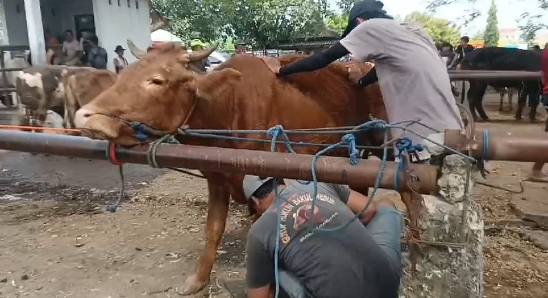 Sapi-sapi ini dipercantik oleh penyedia jasa salon hewan sebelum dijual untuk kurban. (AHMAD KHAIRUDIN/RADAR SOLO)