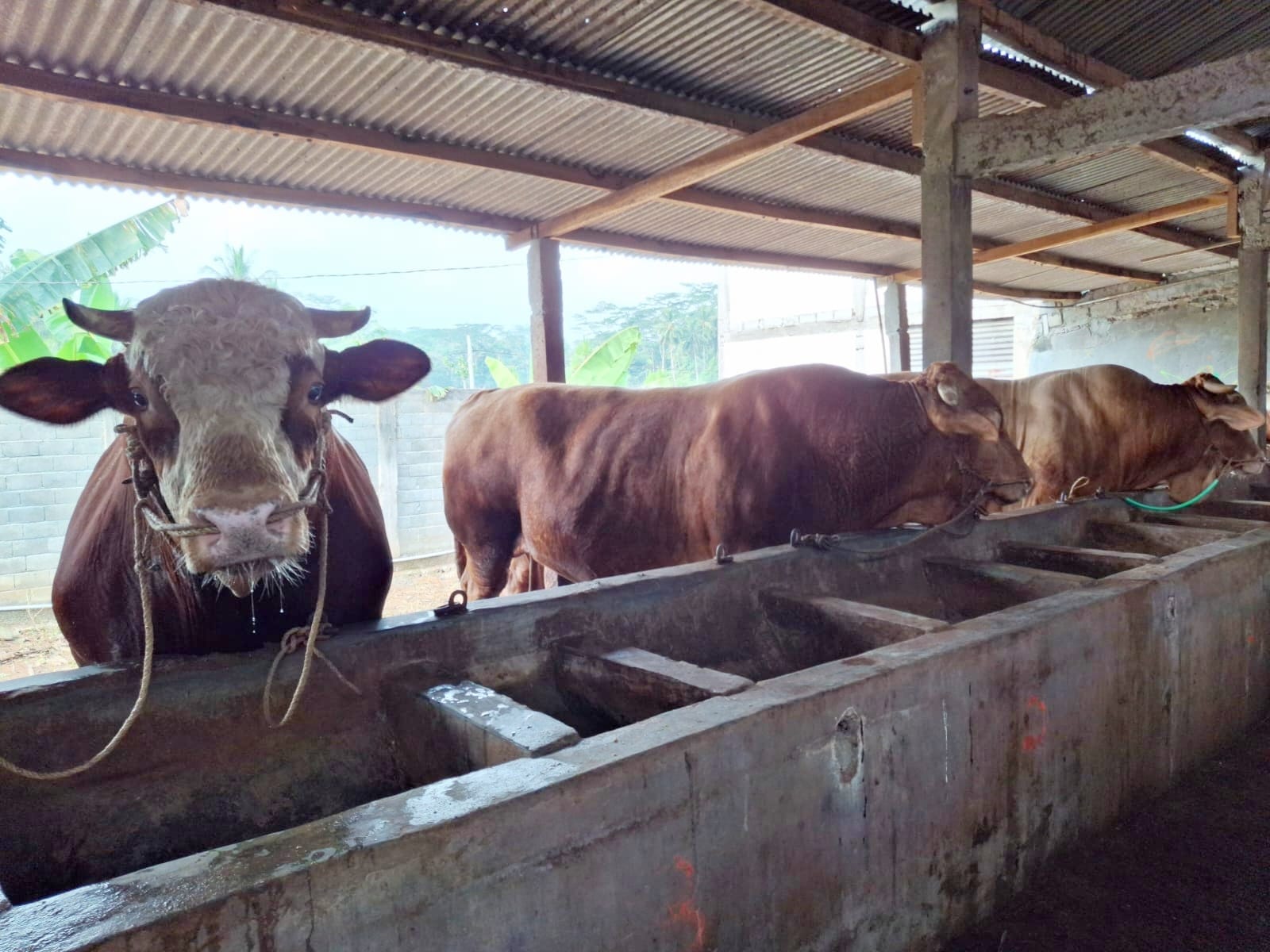 Sapi kurban yang dibeli Presiden Jokowi dari peternak di Girimarto, Wonogiri.