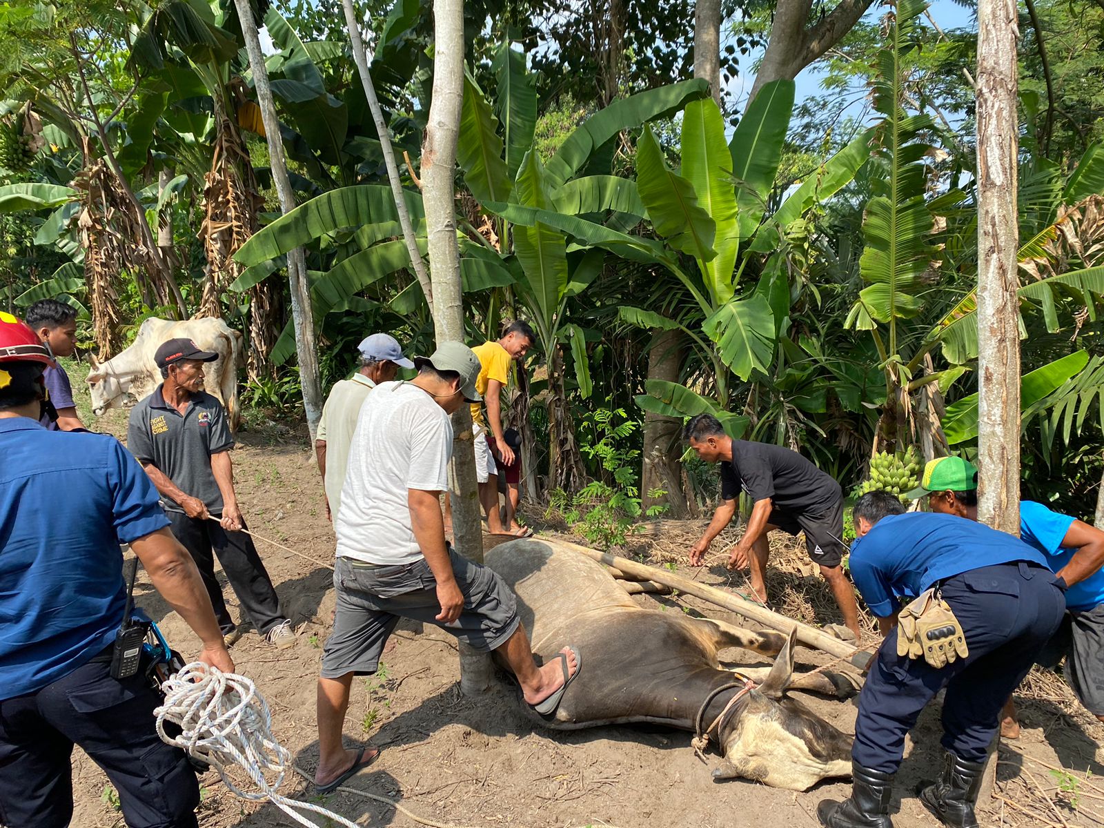 Sapi kurban di Prambanan, Klaten yang sempat lari berhasil ditangkap. (Angga Purenda/Radar Solo)