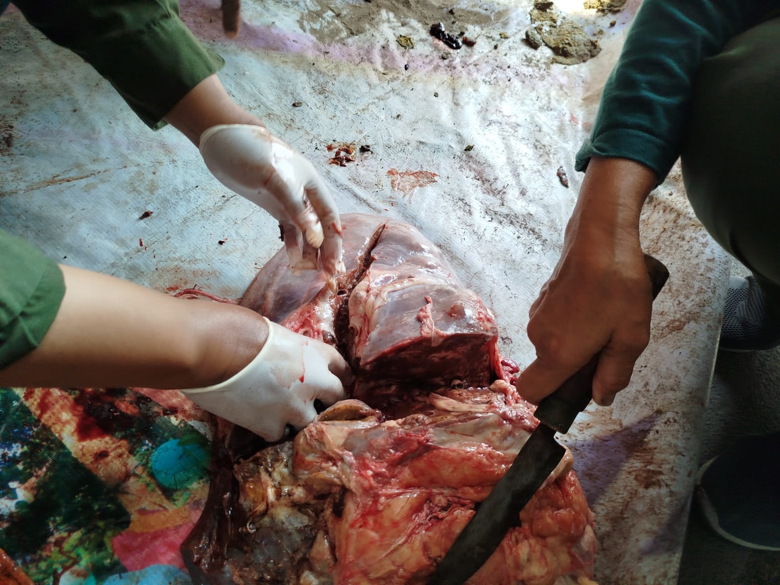 Pemeriksaan hati sapi di Karanganyar. (Rudi Hartono/Radar Solo)