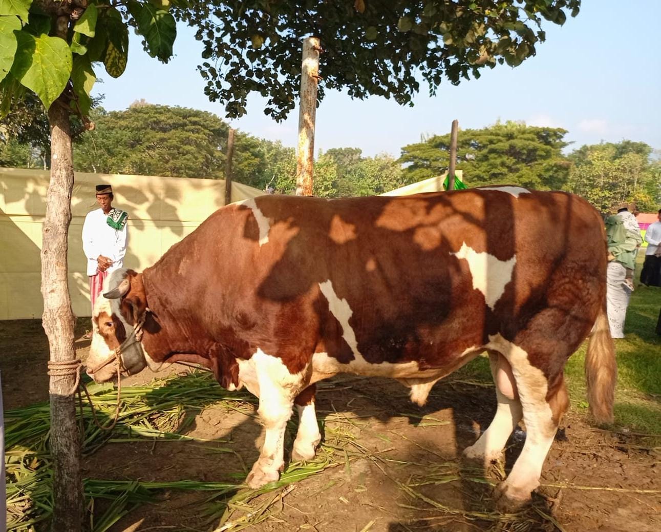 Sapi kurban dari Presiden Jokowi di Kelurahan Gesing, Kecamatan Kismantoro, Senin (17/6/2024).