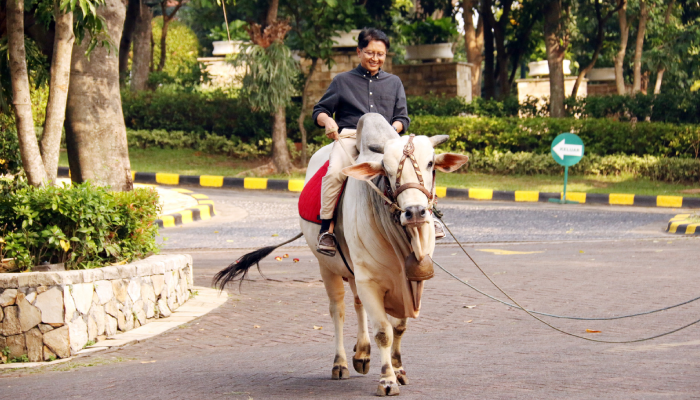 Sapi kurban di Lorin Hotels Group ditunggangi dulu sebelum disembelih.