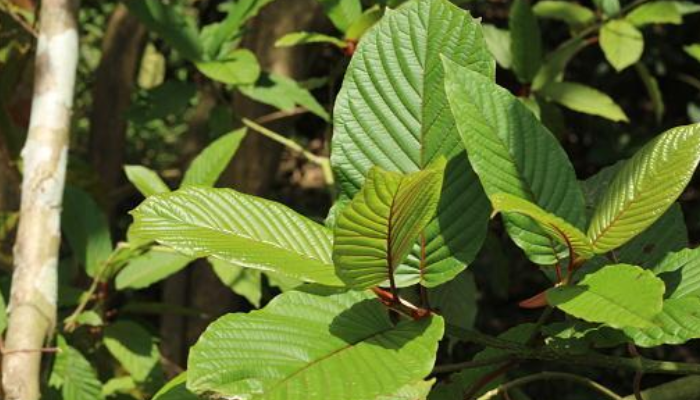 Tanaman kratom