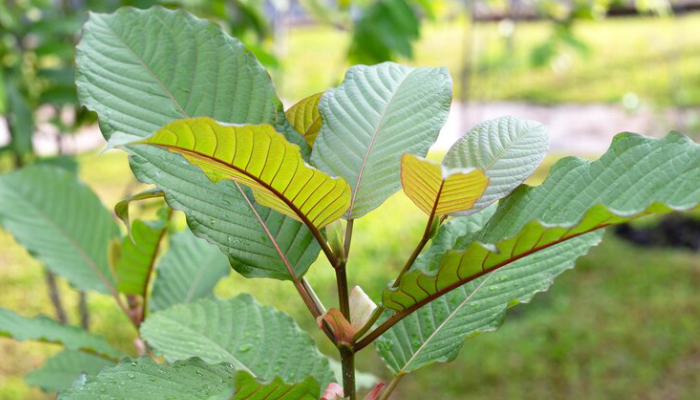 Tanaman kratom.