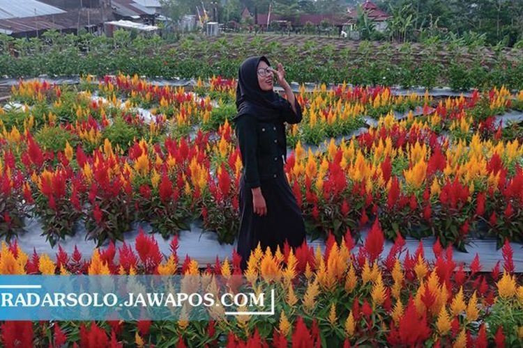 Suasana di  Taman Bunga Girimulyo Indah.