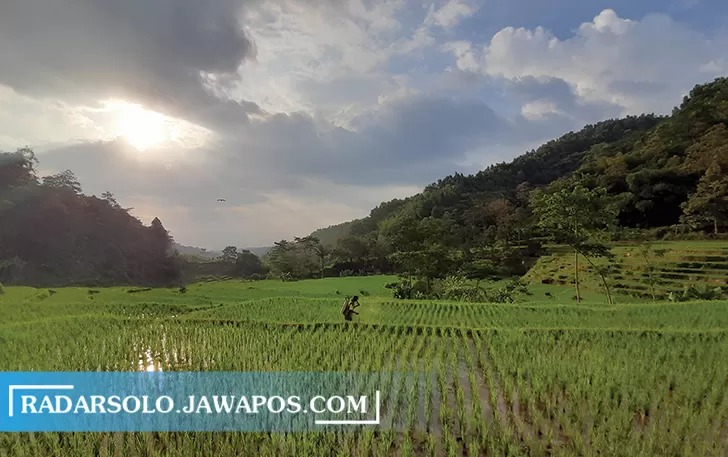 TAK KALAH CANTIK: Lahan persawahan di lereng Gunung Lawu yang menggunakan sistem terasering. Lokasi ini akan dikembangkan sebagai jujukan wisata.