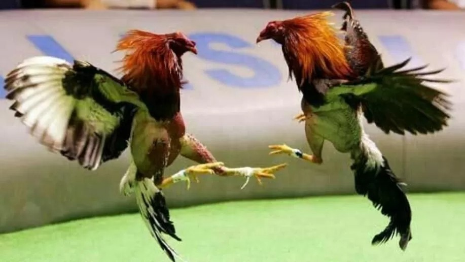 Ilustrasi Judi Sabung Ayam.