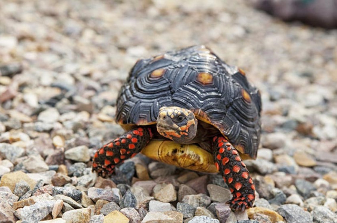 MULAI DIGANDRUNGI: Kura-kura jensi red foot tortoise asal Benua Amerika yang imut dan menggemaskan.