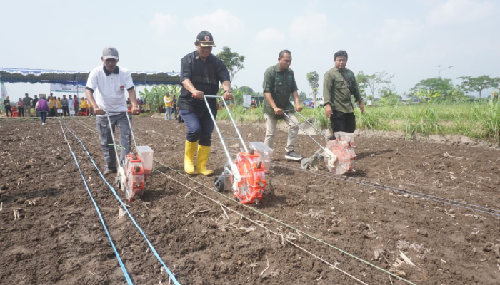 Wakil Bupati Klaten Yoga Hardaya saat melakukan penanaman perdana jagung hibrida di Desa Taskombang, Kecamatan Manisrenggo, Klaten, Sabtu (29/6).