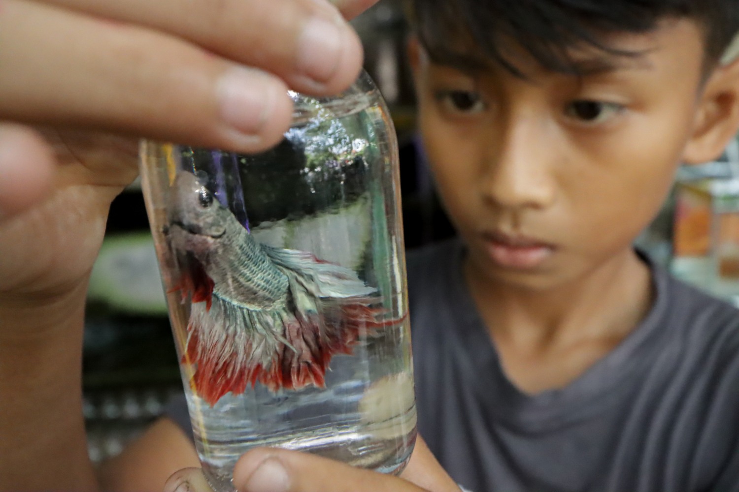 JADI PELIHARAAN: Seorang anak tengah membeli ikan cupang di Pasar Depok, belum lama ini.