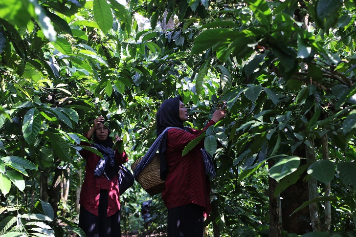 Panen kopi di Desa Banyuanyar, Kecamatan Ampel, Boyolali belum lama ini.